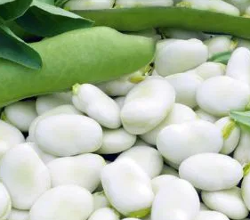Broad Bean - Dragon - 30 Seeds