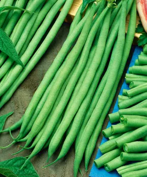 Dwarf Bean - Bona - 30 Seeds