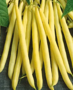 Dwarf Bean - Maxidor - 30 Seeds