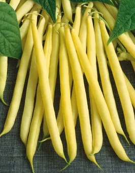 Dwarf Bean - Maxidor - 30 Seeds