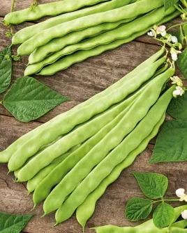 Climbing Bean - Supermarconi - 30 Seeds