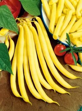 Dwarf Bean - Kinghorn Wax - 30 Seeds