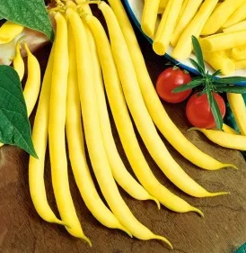 Dwarf Bean - Kinghorn Wax - 30 Seeds