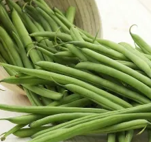 Dwarf Bean - Ferrari - 30 Seeds