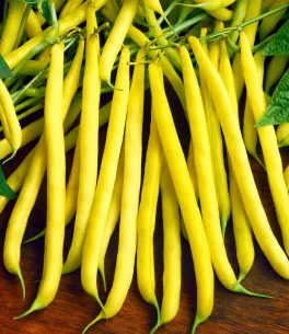 Dwarf Bean - Złota Saxa - 30 Seeds