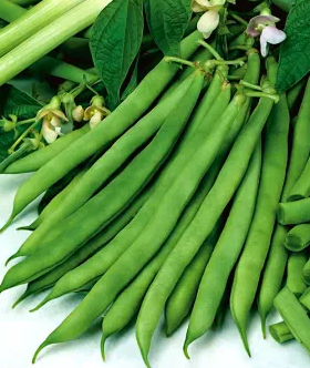 Dwarf green French bean "Saxa" - 30 Seeds