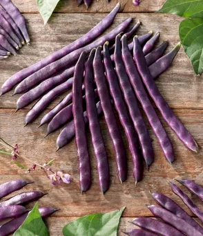 Green bean "Blauhilde" - 30 Seeds