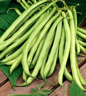 Green French bean "Scuba" - 30 Seeds
