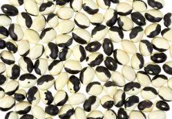 Dwarf green French bean "Yin Yang" - 30 Seeds