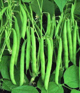 Green French bean "Processor" - 30 Seeds