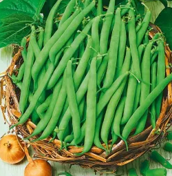 Green French bean "Processor" - 30 Seeds