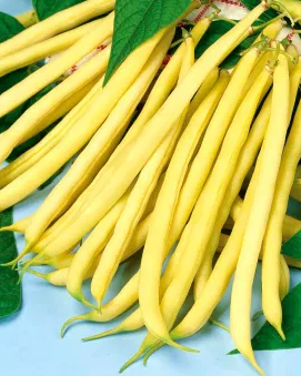 French bean "Sonesta" - 30 Seeds