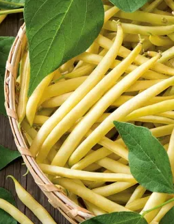 Dwarf French yellow bean "Berggold" - 30 Seeds