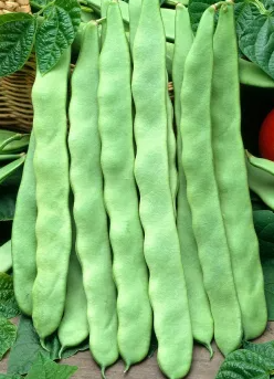 French bean 'Marconi a Grano Bianco' - 30 Seeds