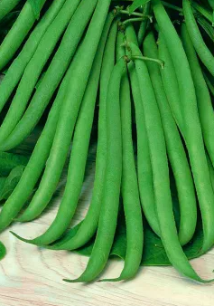 Dwarf green French bean "Delinel" - 30 Seeds