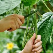 Dwarf green French bean "Delinel" - 30 Seeds