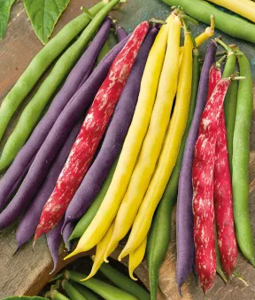 French Bean - Mixed - 50 Seeds