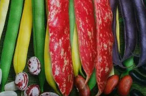 French Bean - Mixed - 50 Seeds