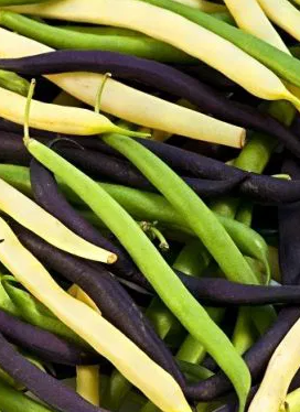 French Bean - Mixed - 50 Seeds