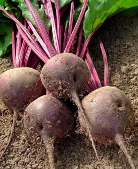 Beetroot - Detroit 2- 100 Seeds