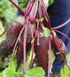 Beetroot - Opolski- 100 Seeds