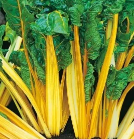 Swiss Chard - Bright Yellow - 60 Seeds