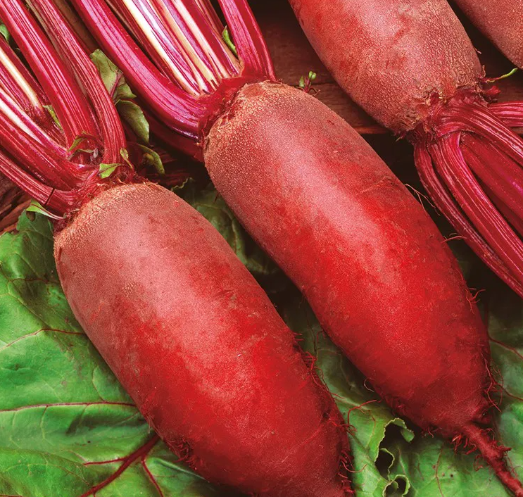 Beetroot - Kier - 100 Seeds