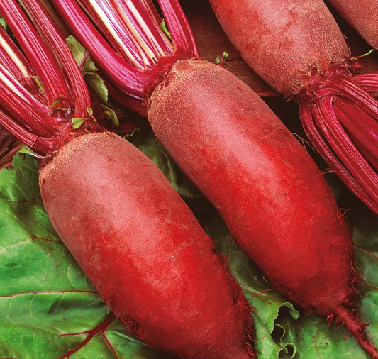 Beetroot - Kier - 100 Seeds