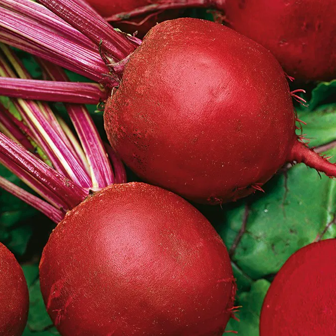 Beetroot - Dark Red - 100 Seeds