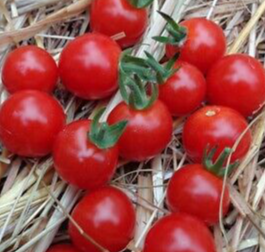 Tomato - Baby Boomer - Cherry - 20 Seeds