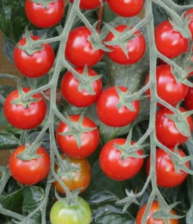 Tomato - Sugar Gloss - Cherry - 20 Seeds