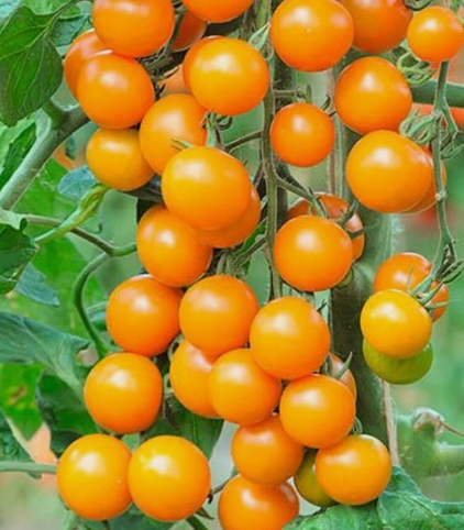Tomato -Sungold - Cherry - 20 Seeds