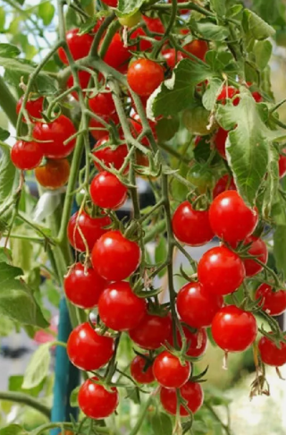 Tomato -Moncherry- Cherry - 20 Seeds