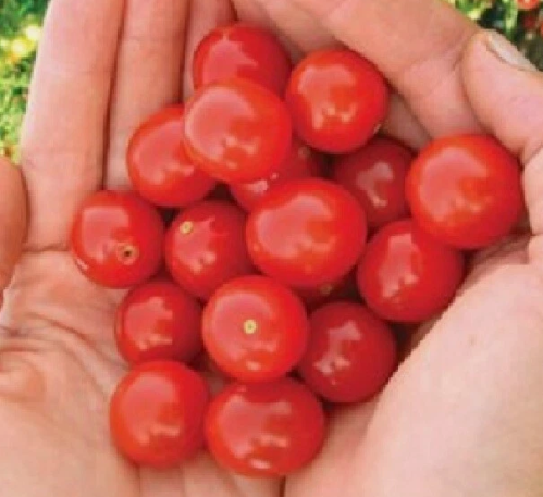 Tomato -Moncherry- Cherry - 20 Seeds