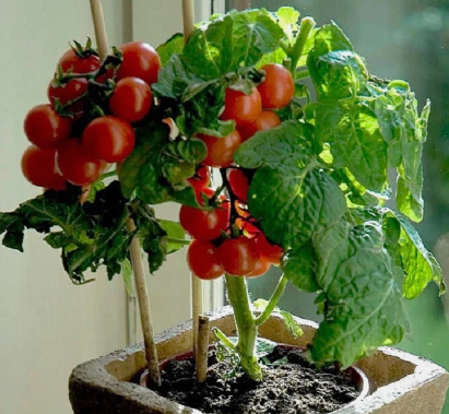 Tomato - Tiny Tim Dwarf - Cherry - 20 Seeds