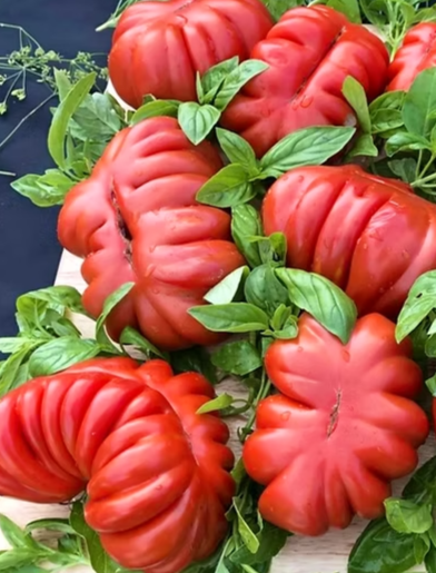 Tomato - Canestrino - 20 Seeds