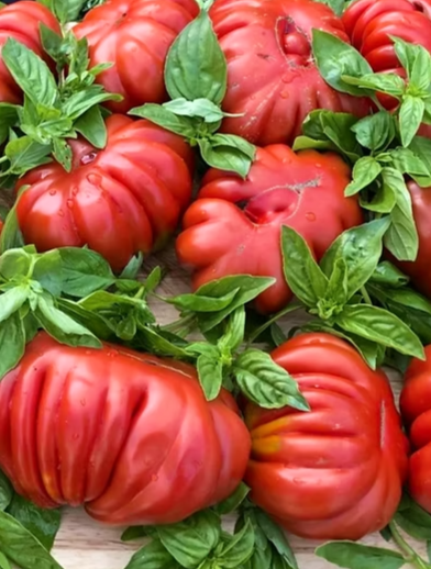 Tomato - Canestrino - 20 Seeds