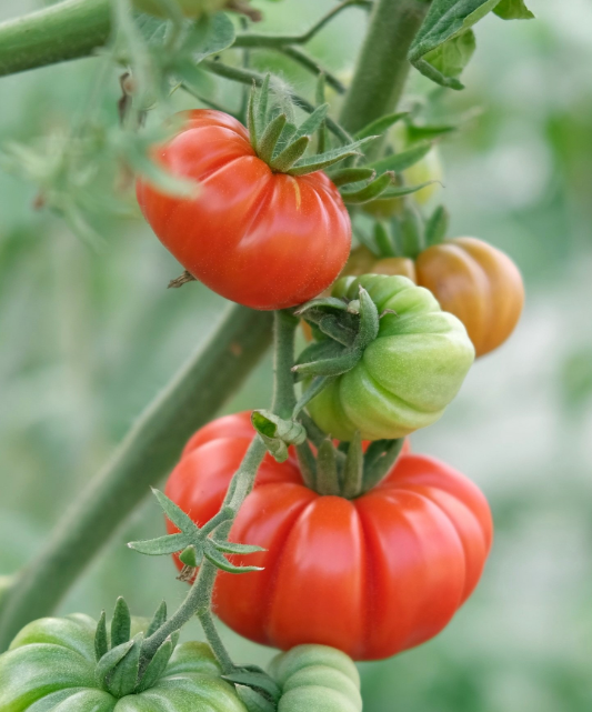 Tomato - Costoluto di Parma - 20 Seeds