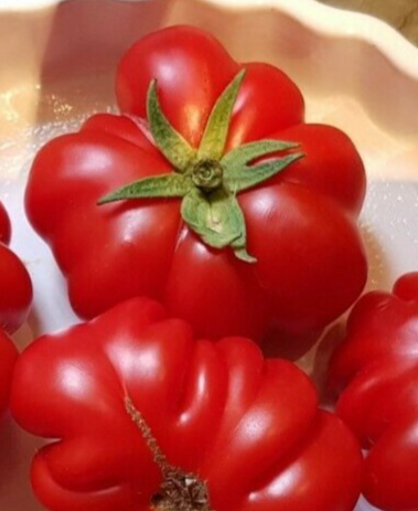 Tomato - Costoluto di Parma - 20 Seeds