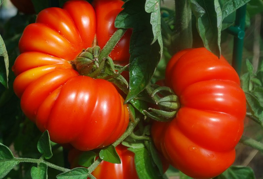 Tomato - Costoluto Genovese - 20 Seeds