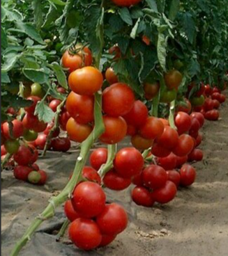Tomato - Bobkat - 20 Seeds
