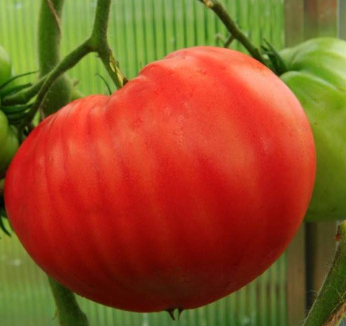 Tomato - Chubby cheeks - 20 Seeds