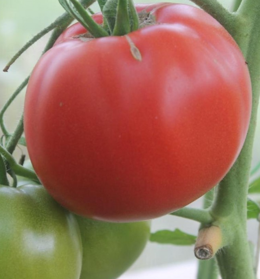 Tomato - Chubby cheeks - 20 Seeds