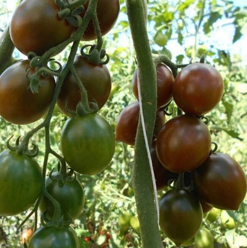 Tomato - Monisto - 20 Seeds