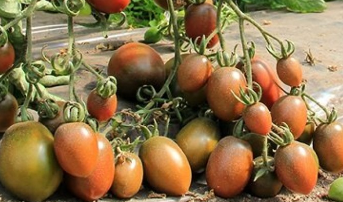 Tomato - Monisto - 20 Seeds