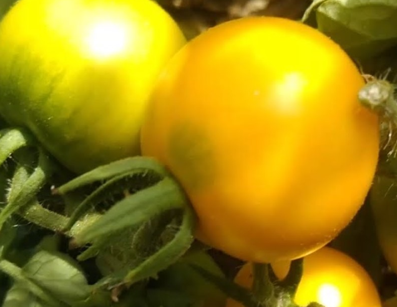 Tomato - Melon smoothie - 20 Seeds