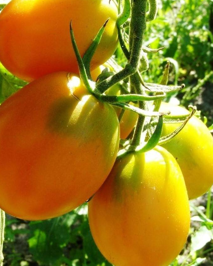 Tomato - De Barao gold - 20 Seeds