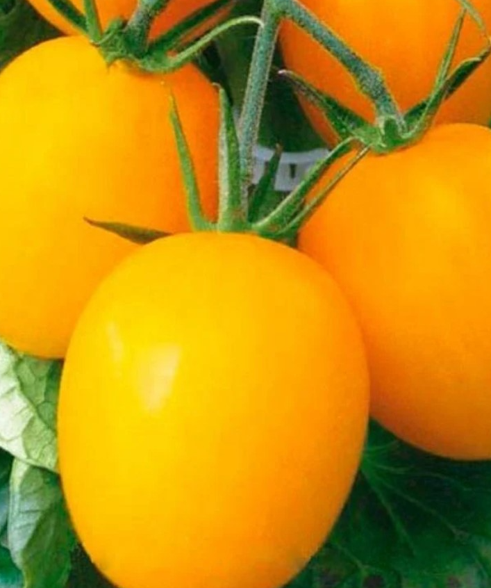 Tomato - De Barao gold - 20 Seeds