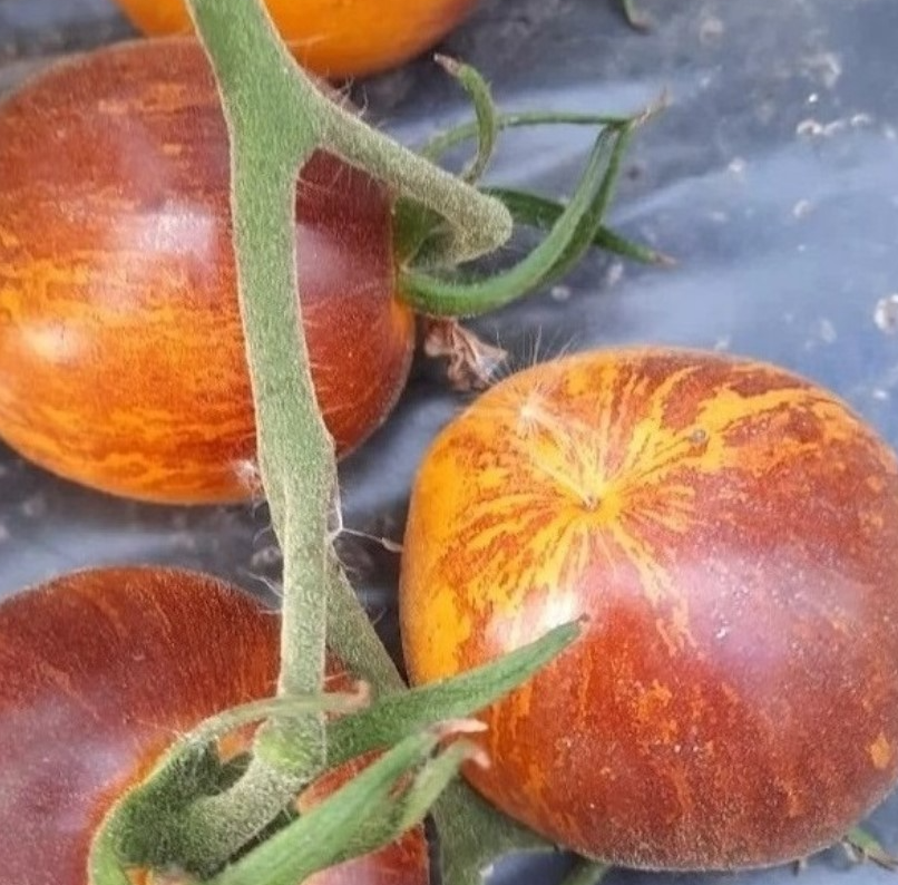 Tomato - Double Life - 20 Seeds