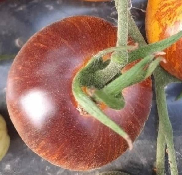 Tomato - Double Life - 20 Seeds